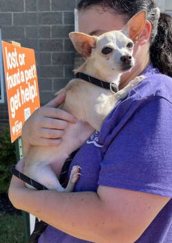 Rescue Chihuahua Dogs for Adoption in Columbia, Tennessee - Peanut | PetCurious