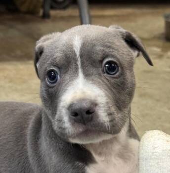 Wheaten Terrier and Weimaraner Dogs Available for Adoption in Andover, Massachusetts - Cowboy Buckaroo | PetCurious