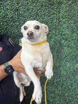 Chihuahua and Mixed Breed Dogs Available for Adoption in El Paso, Texas - Snowy | PetCurious