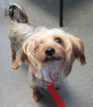 Vc-16 Ziggy -  Yorkshire Terrier Dog for Adoption in Lawrenceville, Georgia - Vc-16 Ziggy | PetCurious