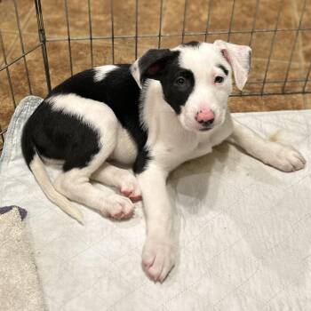 Border Collie and Terrier Dogs Available for Adoption - NY Simon Avail Feb 14 (Tractor Supply Patterson) | PetCurious