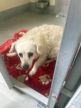 PEARL* -  Poodle and Terrier Dog for Adoption in Santa Cruz, California - PEARL* | PetCurious