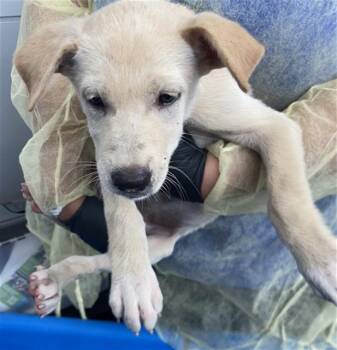 SLOANE -  Mixed Breed Dog for Adoption in Dallas, Texas - SLOANE | PetCurious