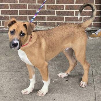 Roscoe -  Mixed Breed Dog for Adoption in Waterloo, Iowa - Roscoe | PetCurious