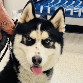Simba -  Siberian Husky Dog for Adoption in Des Moines, Iowa - Simba | PetCurious