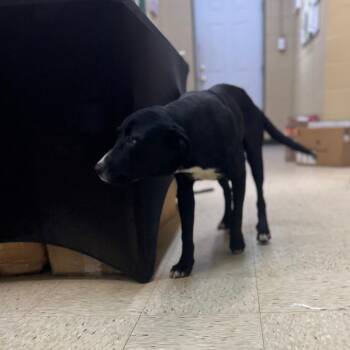 Labrador Retriever and Mixed Breed Dogs Available for Adoption in Lucedale, Mississippi - DONALD | PetCurious