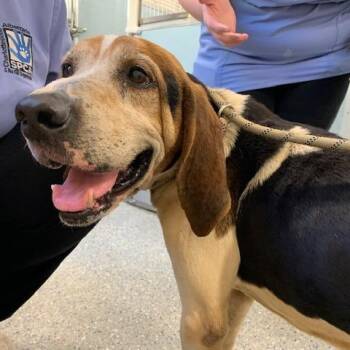 Treeing Walker Coonhound and Mixed Breed Dogs Available for Adoption in Charlottesville, Virginia - Theodore | PetCurious