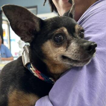 Thimble -  Chihuahua Dog for Adoption in Newark, New Jersey - Thimble | PetCurious