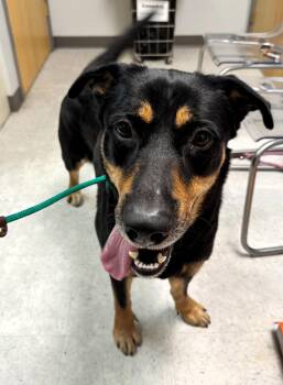 Shepherd and Hound Dogs Available for Adoption in Houston, Texas - Selma | PetCurious