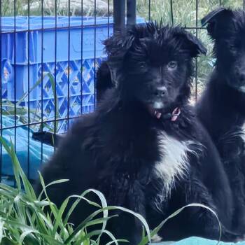 Rescue German Shepherd Dog and Husky Dogs for Adoption in Oakville, Washington - Tango | PetCurious