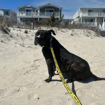 Pit Bull Terrier and American Staffordshire Terrier Dogs Available for Adoption in Newark, New Jersey - Cheetah (In Foster) | PetCurious