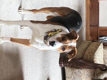 Hound and Mixed Breed Dogs Available for Adoption in Severance, Colorado - William | PetCurious