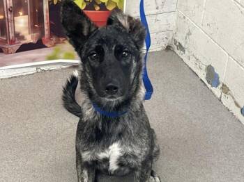 German Shepherd Dog and Mixed Breed Dogs Available for Adoption in San Bernardino, California - FOXY | PetCurious