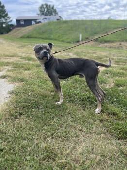 Rescue American Staffordshire Terrier Dogs for Adoption in Chester, South Carolina - KIKO | PetCurious