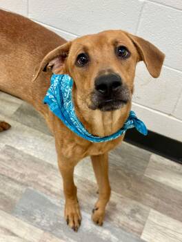 Rescue Labrador Retriever and Hound Dogs for Adoption in Olympia, Washington - Bo | PetCurious