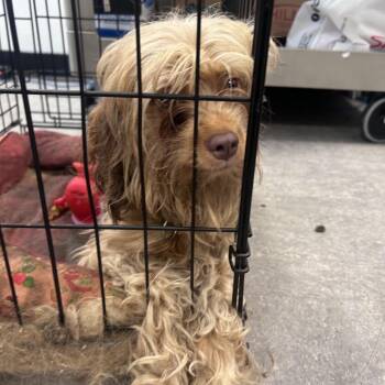 Guzman -  Mixed Breed Dog for Adoption in Philadelphia, Pennsylvania - Guzman | PetCurious