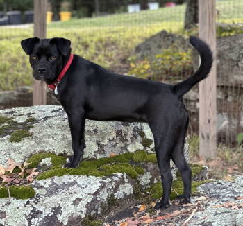 Rescue Labrador Retriever and Boxer Dogs for Adoption in South Kingstown, Rhode Island - Bee Sunshine | PetCurious