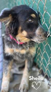 Sheila -  Australian Shepherd and Border Collie Dog for Adoption in Monte Vista, Colorado - Sheila | PetCurious