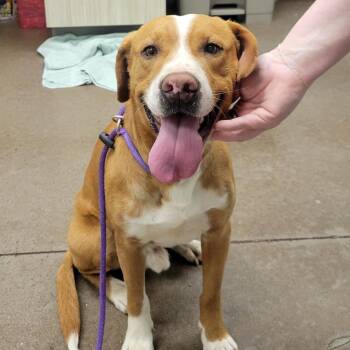 Ramen -  Mixed Breed Dog for Adoption in Chattanooga, Tennessee - Ramen | PetCurious