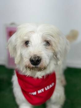 Marley -  Maltese and Havanese Dog for Adoption in Carlsbad, California - Marley | PetCurious