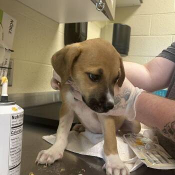 Squiggles -  Mixed Breed Dog for Adoption in Asheville, North Carolina - Squiggles | PetCurious