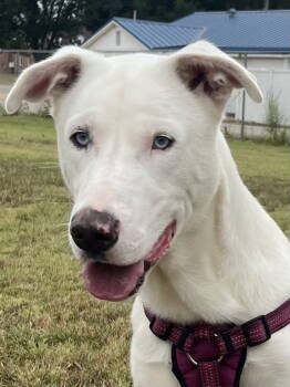 Rescue Great Dane and Husky Dogs for Adoption in Corning, Arkansas - Scabbers | PetCurious