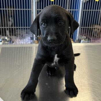 Ned Nederlander -  Mixed Breed Dog for Adoption in Las Cruces, New Mexico - Ned Nederlander | PetCurious