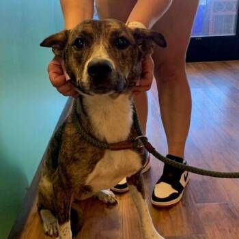 Elvira -  Terrier and Shepherd Dog for Adoption in Grass Valley, California - Elvira | PetCurious