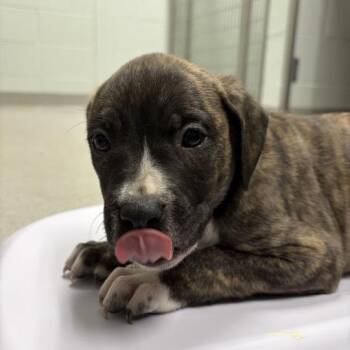 Dickens -  Mixed Breed Dog for Adoption in Chattanooga, Tennessee - Dickens | PetCurious