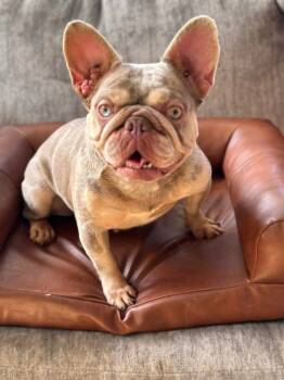 Rescue French Bulldog Dogs for Adoption in Margate, Florida - Cinderella | PetCurious