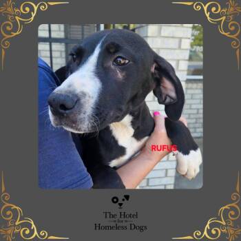 Labrador Retriever and Terrier Dogs Available for Adoption in Cumberland, Rhode Island - Rufus | PetCurious