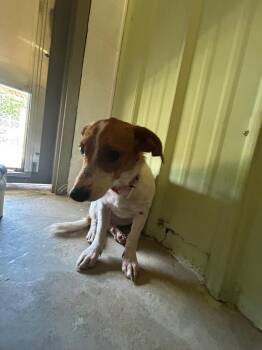 Penelope -  Jack Russell Terrier Dog for Adoption in Morgantown, Kentucky - Penelope | PetCurious