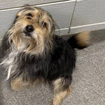 Yorkshire Terrier and Mixed Breed Dogs Available for Adoption - GOKU | PetCurious