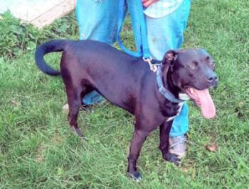 Rescue Black Labrador Retriever and American Staffordshire Terrier Dogs for Adoption in Clinton, Maine - Madysen | PetCurious