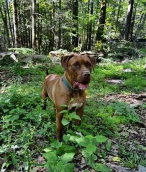 Trey -  Chocolate Labrador Retriever and American Staffordshire Terrier Dog for Adoption in Accord, New York - Trey | PetCurious