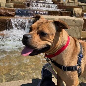 Madame -  Mixed Breed Dog for Adoption in Pittsburgh, Pennsylvania - Madame | PetCurious