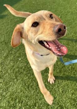 Labrador Retriever Dogs Available for Adoption - Colleen | PetCurious