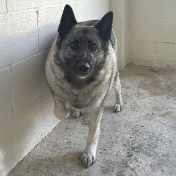 Piper 9907 -  Norwegian Elkhound Dog for Adoption in Loxahatchee Groves, Florida - Piper 9907 | PetCurious