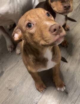 Rescue American Staffordshire Terrier and German Pinscher Dogs for Adoption in Wendell, North Carolina - Simba | PetCurious