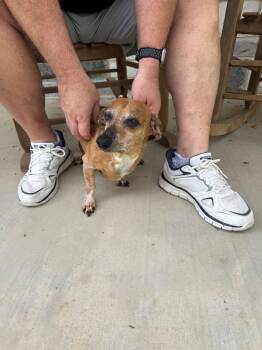 Dachshund Dogs Available for Adoption in Houston, Texas - Mr. T | PetCurious