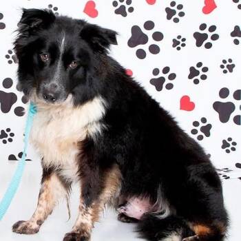 Outlaw -  Mixed Breed Dog for Adoption in Fredericksburg, Virginia - Outlaw | PetCurious