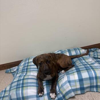 Bambam -  Mixed Breed Dog for Adoption in Douglas, Massachusetts - Bambam | PetCurious