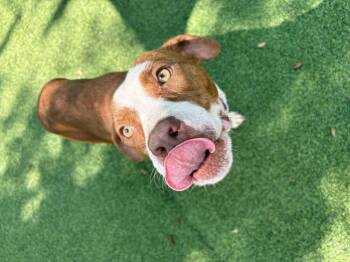 Norma -  American Bulldog Dog for Adoption in Lakeland, Florida - Norma | PetCurious