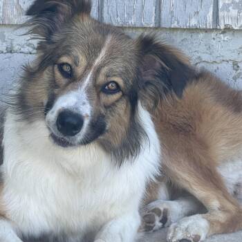 Leigh -  Australian Shepherd Dog for Adoption in ROUGH READY, California - Leigh | PetCurious