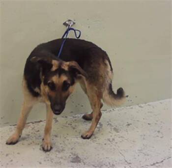 German Shepherd Dog and Mixed Breed Dogs Available for Adoption in Houston, Texas - A2070165 | PetCurious