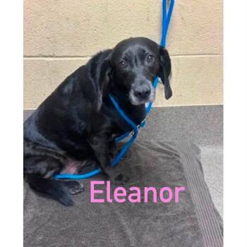 Eleanor -  Black Labrador Retriever and Basset Hound Dog for Adoption in Spring Hill, Kansas - Eleanor | PetCurious