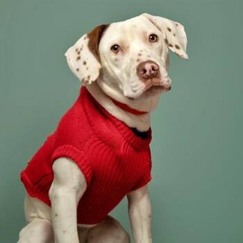 Moo -  Pointer and Mixed Breed Dog for Adoption in Brentwood, Missouri - Moo | PetCurious