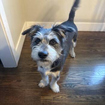 Frank -  Tibetan Terrier and Schnauzer Dog for Adoption in Elk Grove, California - Frank | PetCurious