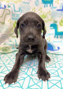 Aqueria -  Weimaraner and Labrador Retriever Dog for Adoption in Clinton, South Carolina - Aqueria | PetCurious