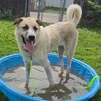 Charlie -  Anatolian Shepherd and Mixed Breed Dog for Adoption in Tulsa, Oklahoma - Charlie | PetCurious